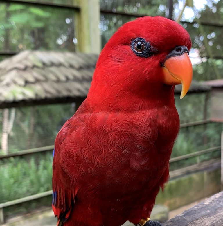 ببغاء لوري الأحمر