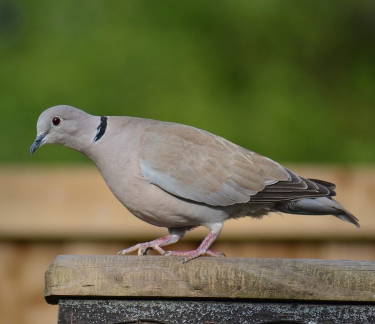 اليمام المطوَّق