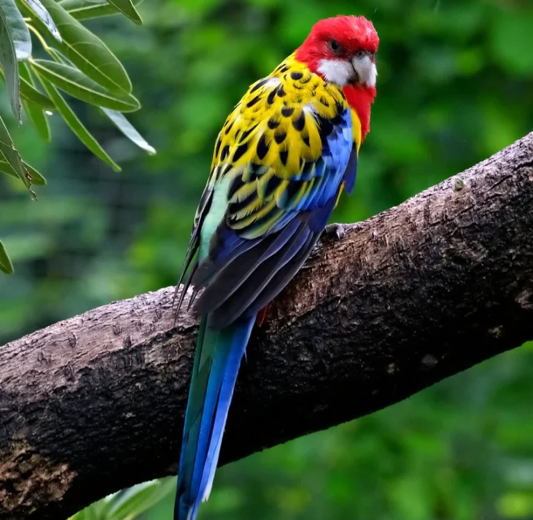 ببغاء روزيلا