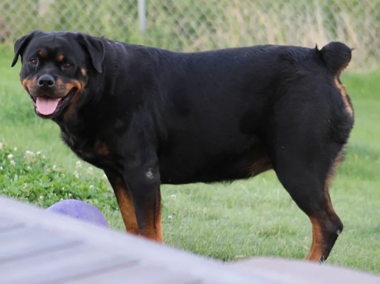 كلب الروت وايلر