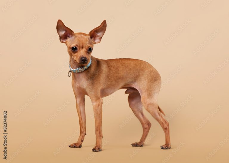 مسودة تلقائية