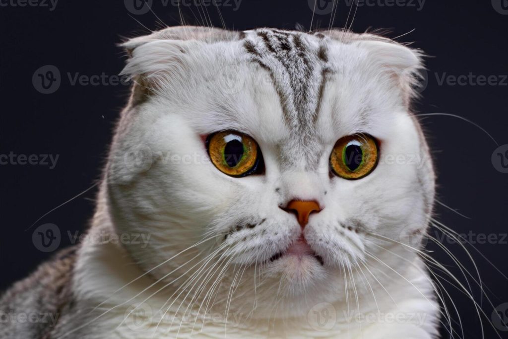 القط الأسكتلندي مطوي الأذن