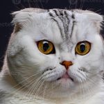 القط الأسكتلندي مطوي الأذن