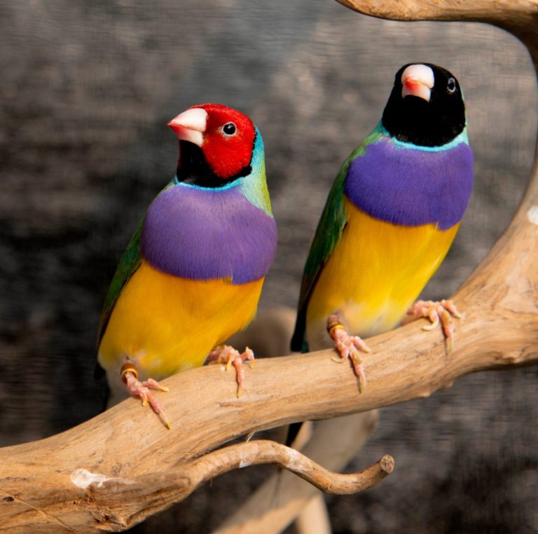 الحسون الملون