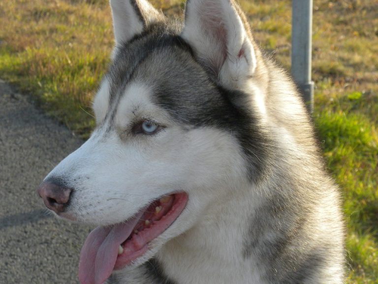 كلب الهاسكي السيبيري