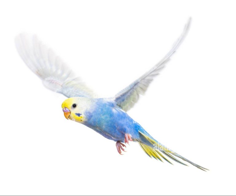 الببغاء أبيض الجناحين