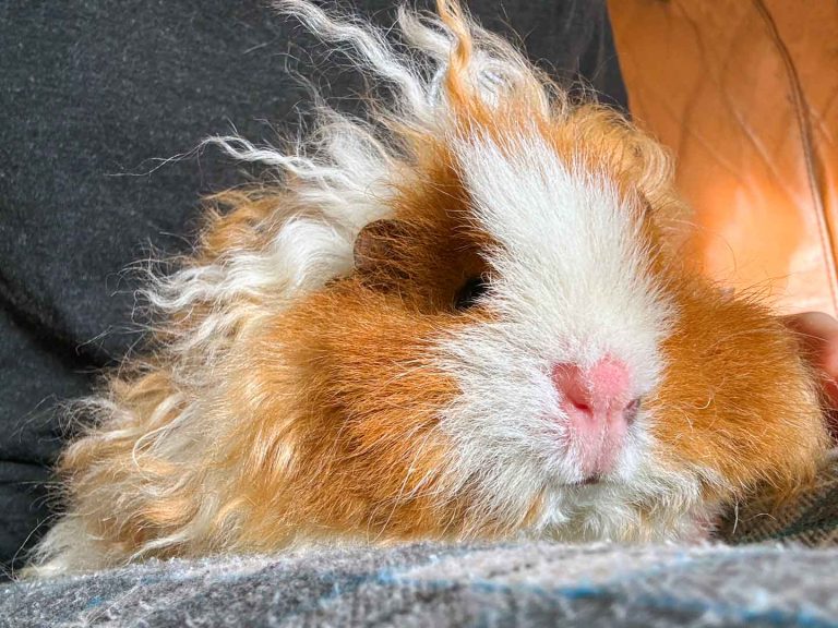 الخنزير الغيني