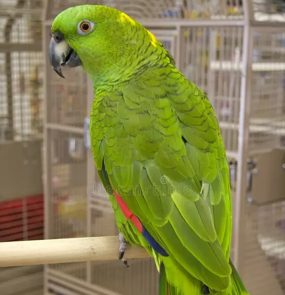 ببغاء الأمازون أصفر القفا