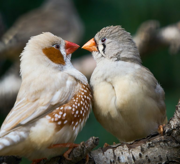الشرشوريات