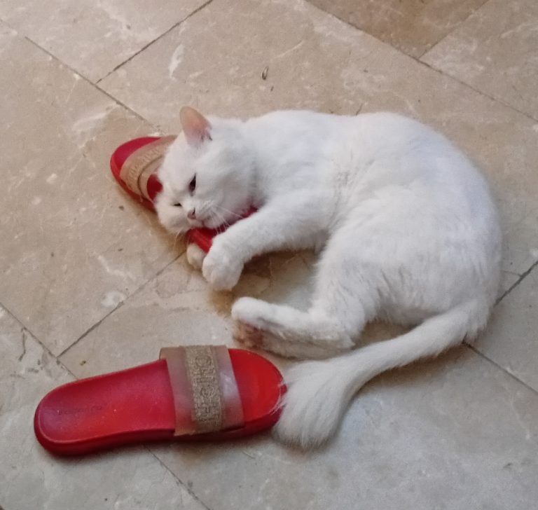 ٢٠٢٥٠٤٢١-١٢٣٦٣٨